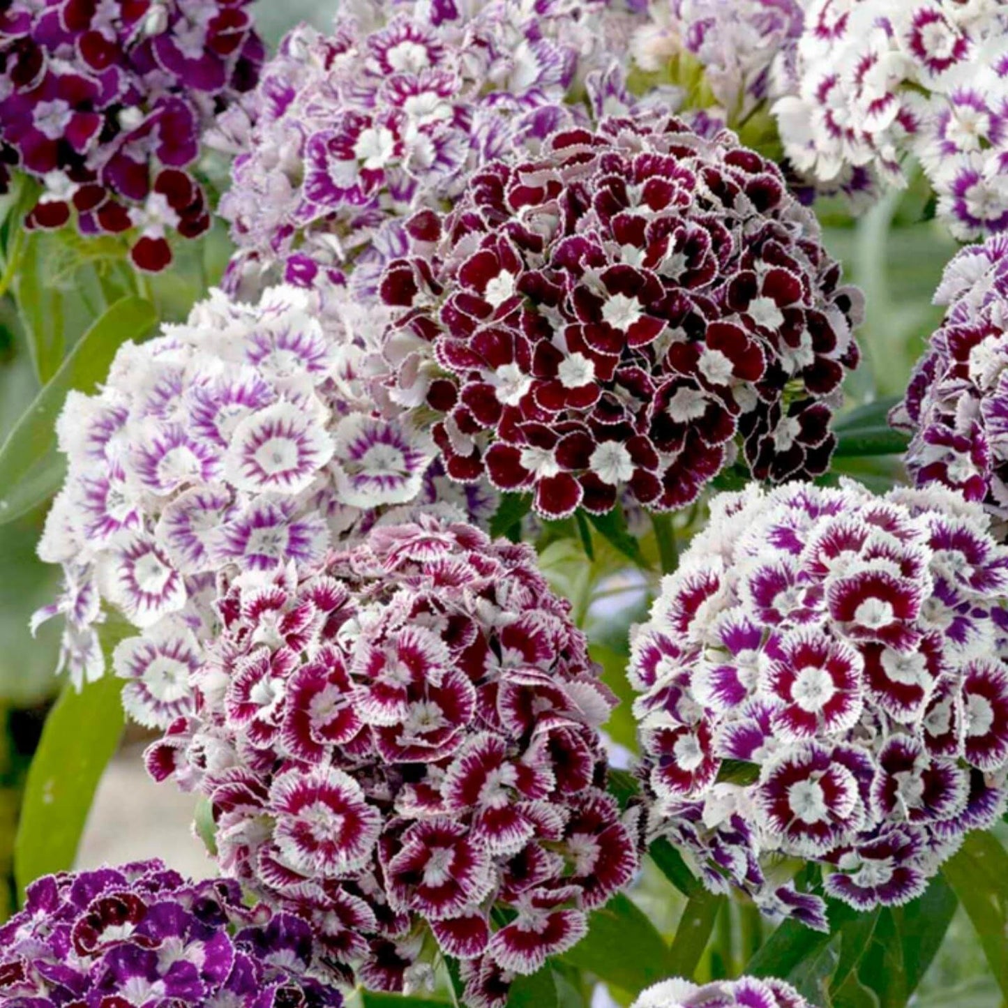 Dianthus Barbatus Seeds - Flower Plant