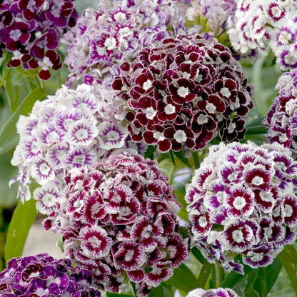 Dianthus Barbatus Seeds - Flower Plant