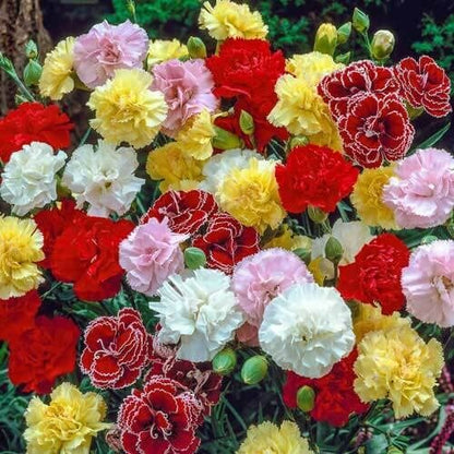 Dianthus Caryophyllus Seeds 