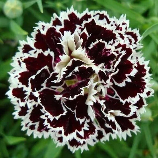 Dianthus Chianti Clove Seeds - Flower Plant 