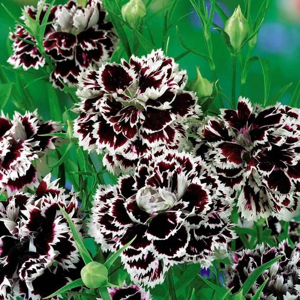 Dianthus Chianti Clove Seeds - Flower Plant 