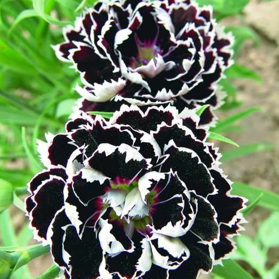 Dianthus Chianti Clove Seeds - Flower Plant 
