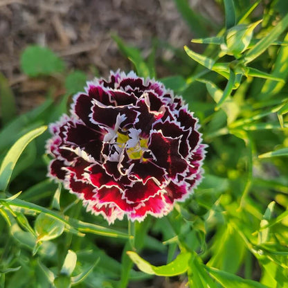 Dianthus Chianti Clove Seeds - Flower Plant 