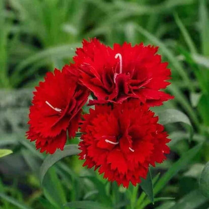 Dianthus Scarlet Red Carnation seeds