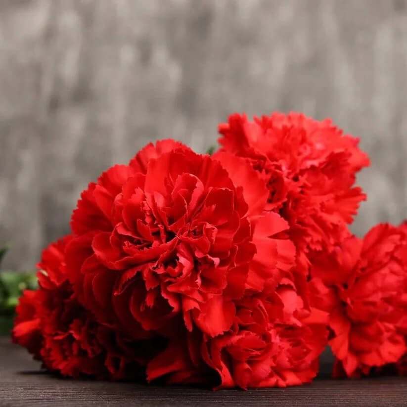 Dianthus Scarlet Red Carnation seeds