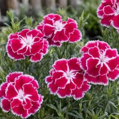 Dianthus Seeds