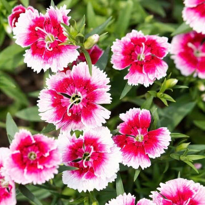 Dianthus Seeds