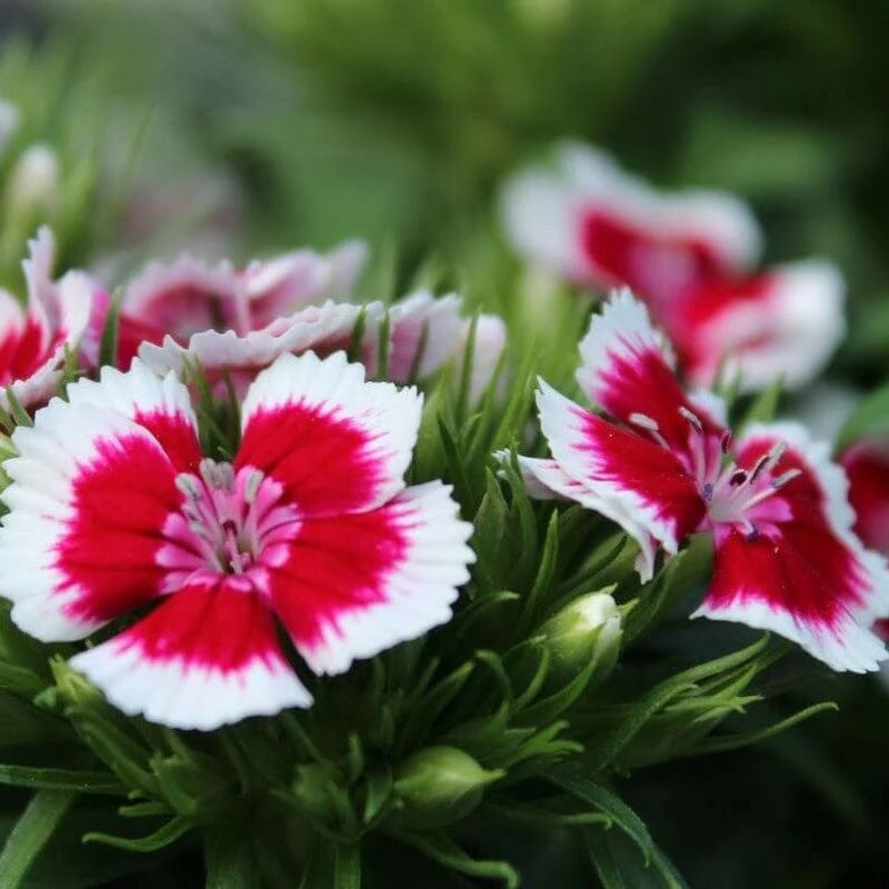 Dianthus Seeds