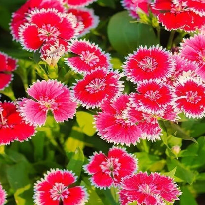 Dianthus Seeds