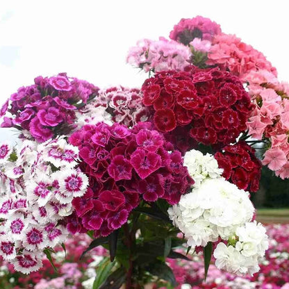 Dianthus Seeds - Flower Plant