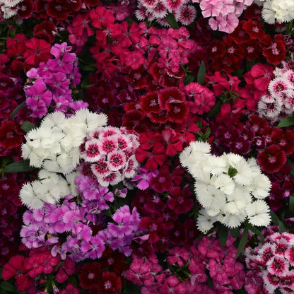 Dianthus Seeds - Flower Plant