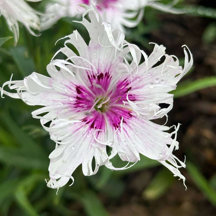 Dianthus Spooky Mix Seeds - Heirloom Flower Plant for Home Gardens