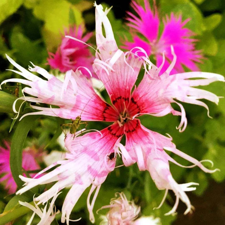 Dianthus Spooky Mix Seeds - Heirloom Flower Plant for Home Gardens