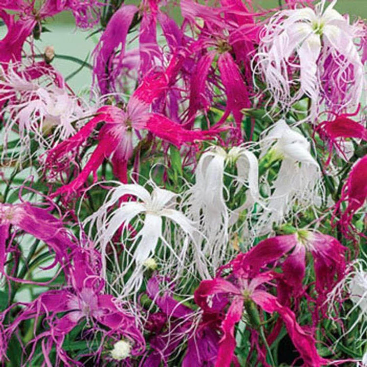 Dianthus Spooky Mix Seeds - Heirloom Flower Plant for Home Gardens