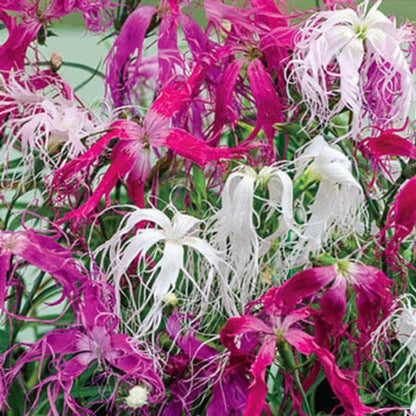 Dianthus Spooky Mix Seeds - Heirloom Flower Plant for Home Gardens