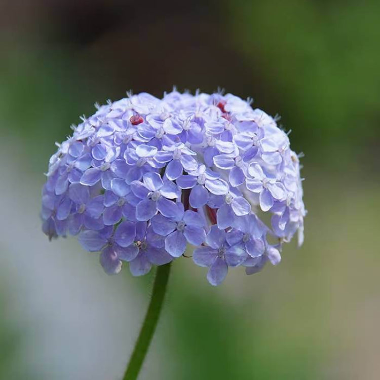 Didiscus Caeruleus Seeds - Heirloom Flower Plant for Home Gardens