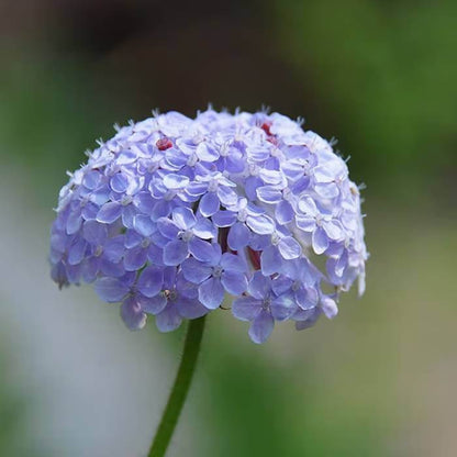 Didiscus Caeruleus Seeds - Heirloom Flower Plant for Home Gardens