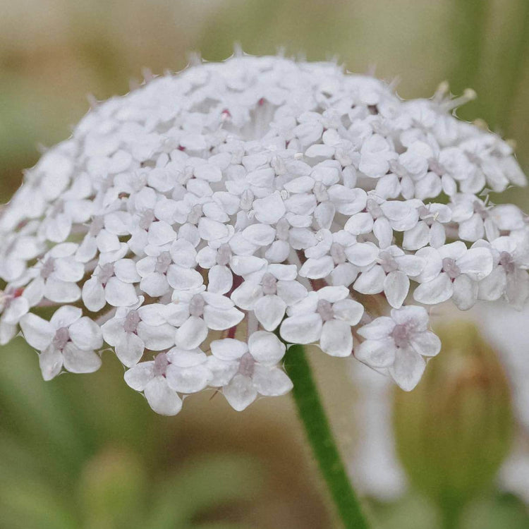 Didiscus Seeds - Heirloom Flower Plant for Home Gardens