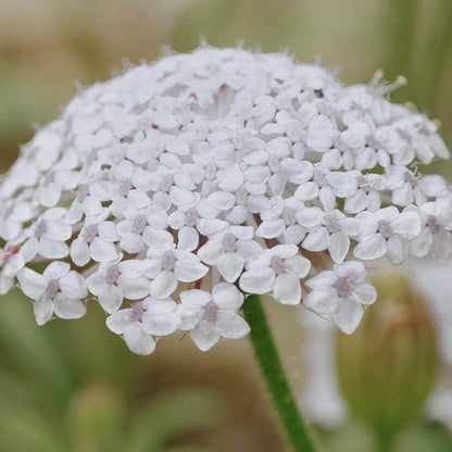 Didiscus Seeds - Heirloom Flower Plant for Home Gardens