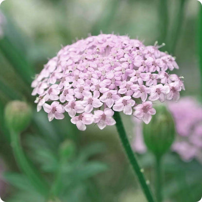 Didiscus Seeds - Heirloom Flower Plant for Home Gardens
