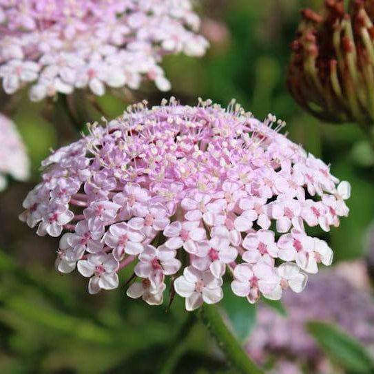 Didiscus Seeds - Heirloom Flower Plant for Home Gardens