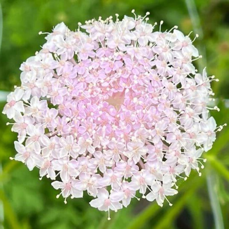 Didiscus Seeds - Heirloom Flower Plant for Home Gardens