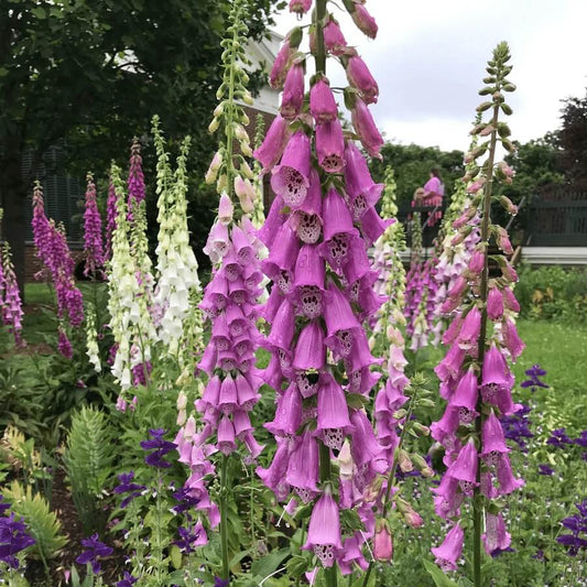 Digitalis Purpurea Seeds - Flower Plant