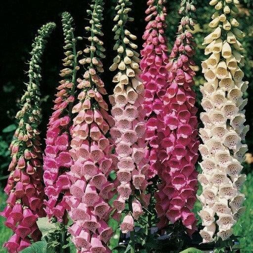 Digitalis Purpurea Seeds - Flower Plant
