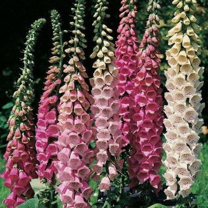 Digitalis Purpurea Seeds - Flower Plant