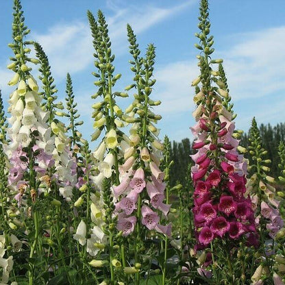Digitalis Purpurea Seeds - Flower Plant