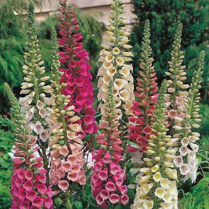 Digitalis Seeds - Heirloom Flower Plant for Home Gardens