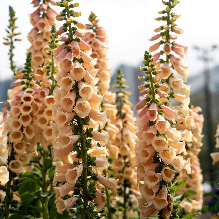 Digitalis Seeds - Heirloom Flower Plant for Home Gardens