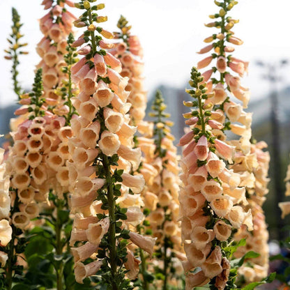 Digitalis Seeds - Heirloom Flower Plant for Home Gardens