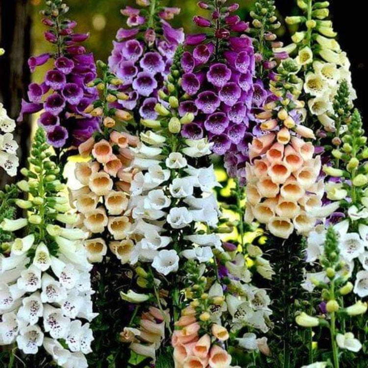 Digitalis Seeds - Heirloom Flower Plant for Home Gardens