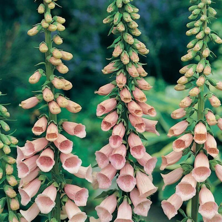 Digitalis Seeds - Heirloom Flower Plant for Home Gardens
