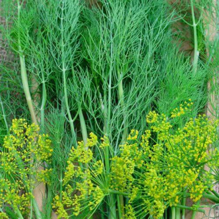 Dill Seeds - Herbal Plant