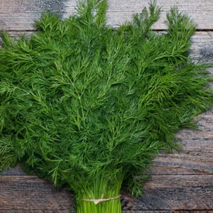 Dill Seeds - Herbal Plant