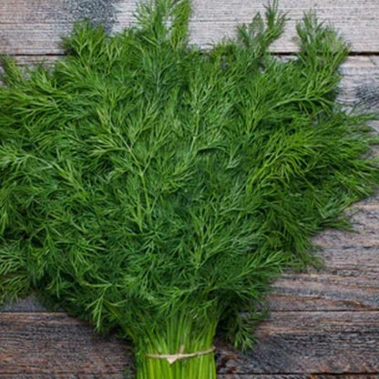 Dill Seeds - Herbal Plant