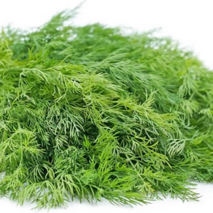 Dill Seeds - Herbal Plant