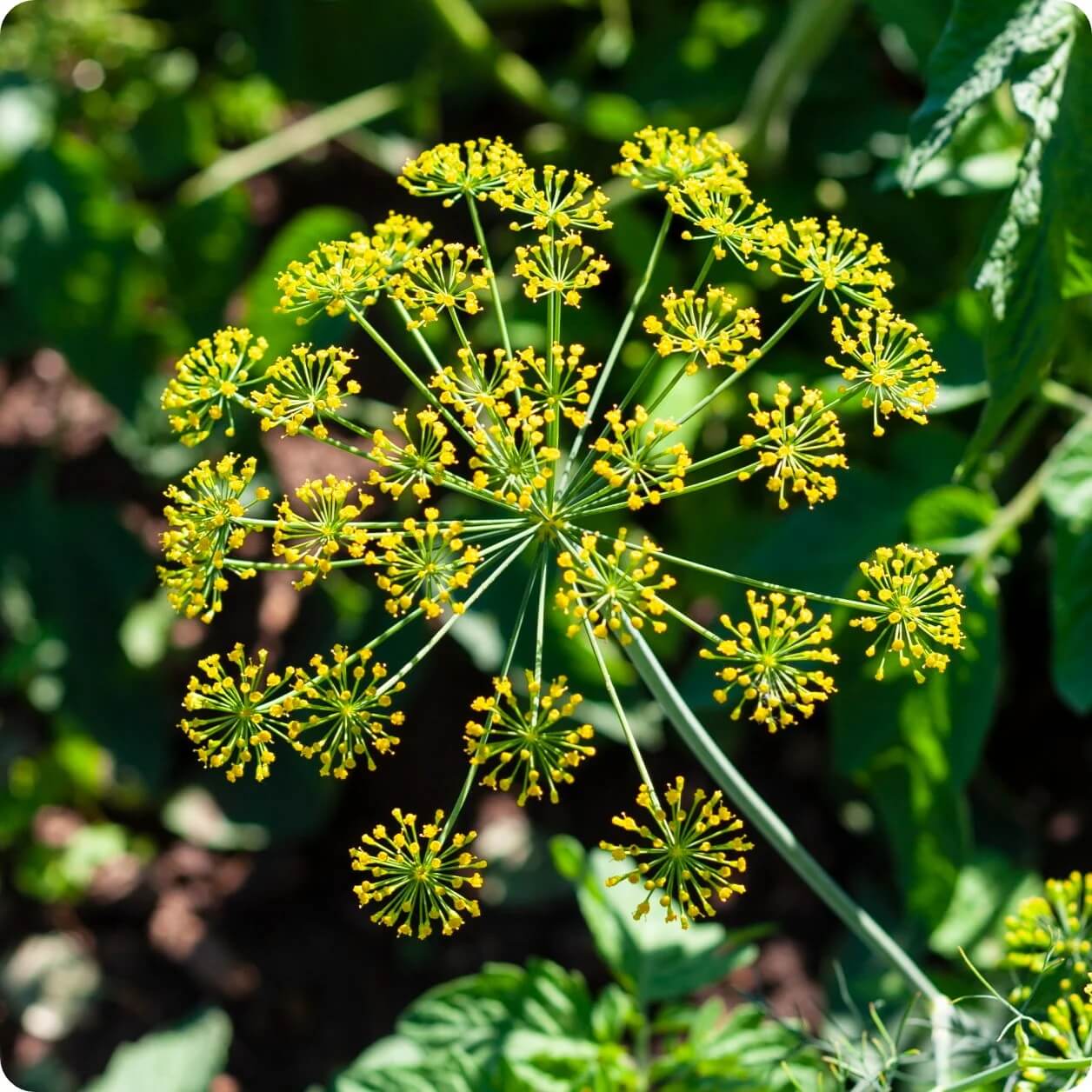 Dill seeds
