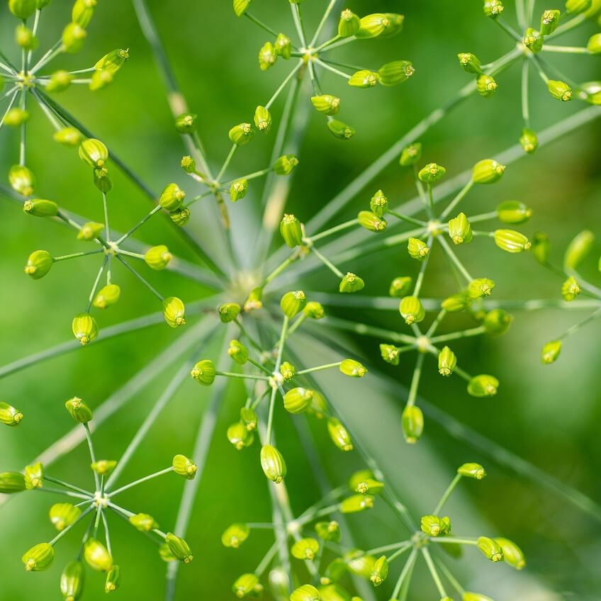 Dill seeds
