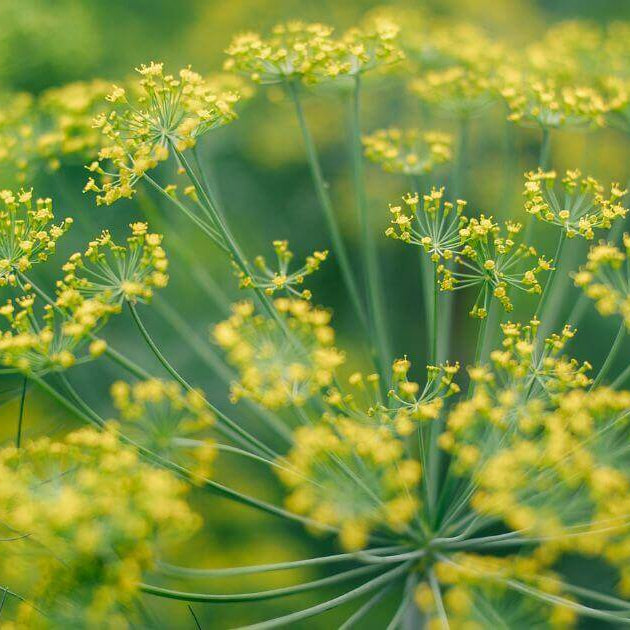 Dill seeds