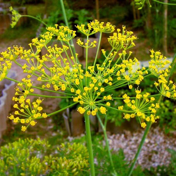 Dill seeds