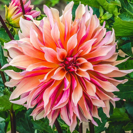 Dinnerplate Dahlia Seeds - Flower Plant