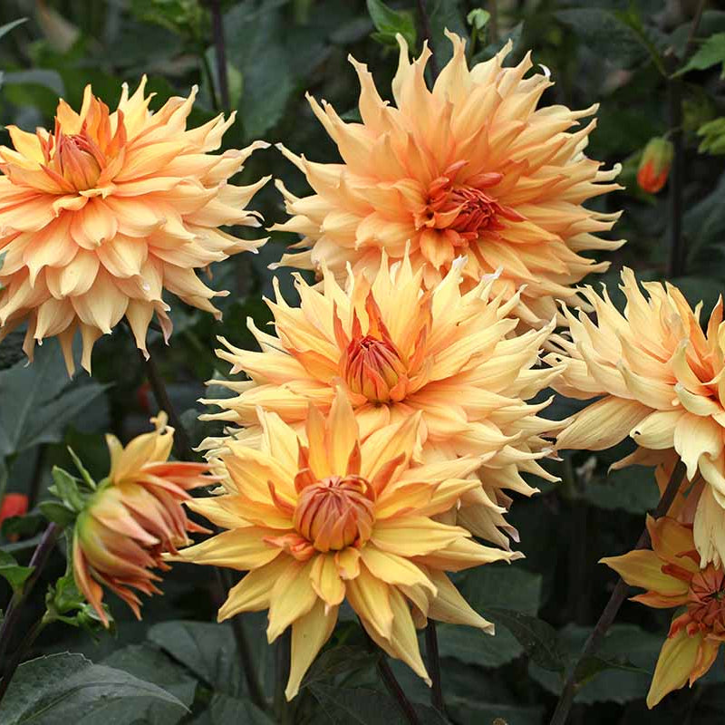 Dinnerplate Dahlia Seeds - Flower Plant