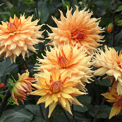 Dinnerplate Dahlia Seeds - Flower Plant
