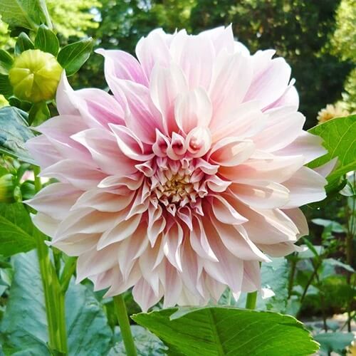 Dinnerplate Dahlia Seeds - Flower Plant