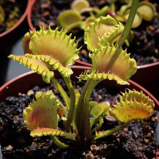 Dionaea Dentata Venus Flytrap Seeds 