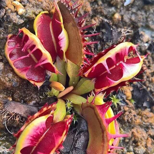 Dionaea Fused Teeth Venus Flytrap Seeds 