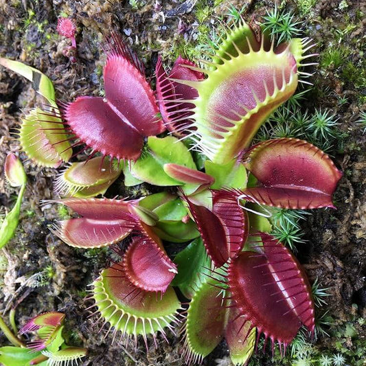  Dionaea Muscipula seeds